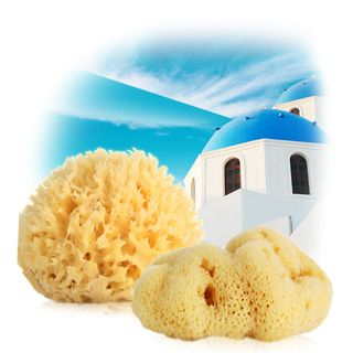 TOSOWOONG Natural Sponge (Honey Comb) 1pc